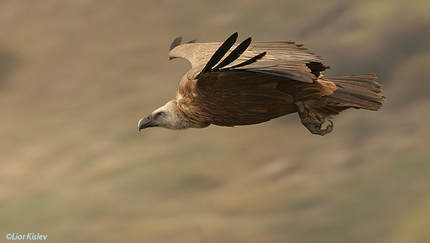 נשר מקראי Griffon Vulture Gyps fulvus                                               גמלא דצמבר 2005
